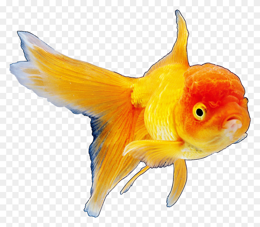 1864x1609 Realistic Goldfish Clipart Best Web Clipart Hinh Anh Con Vat Duoi Nuoc, Fish, Animal, Bird HD PNG Download