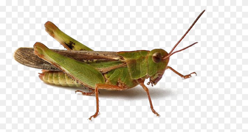 785x392 Realistic Grasshopper Image Free Band Winged Grasshoppers, Insect, Invertebrate, Animal HD PNG Download