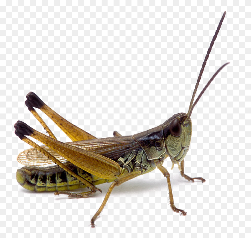 900x851 Realistic Grasshopper Photo Locust, Insect, Invertebrate, Animal HD PNG Download