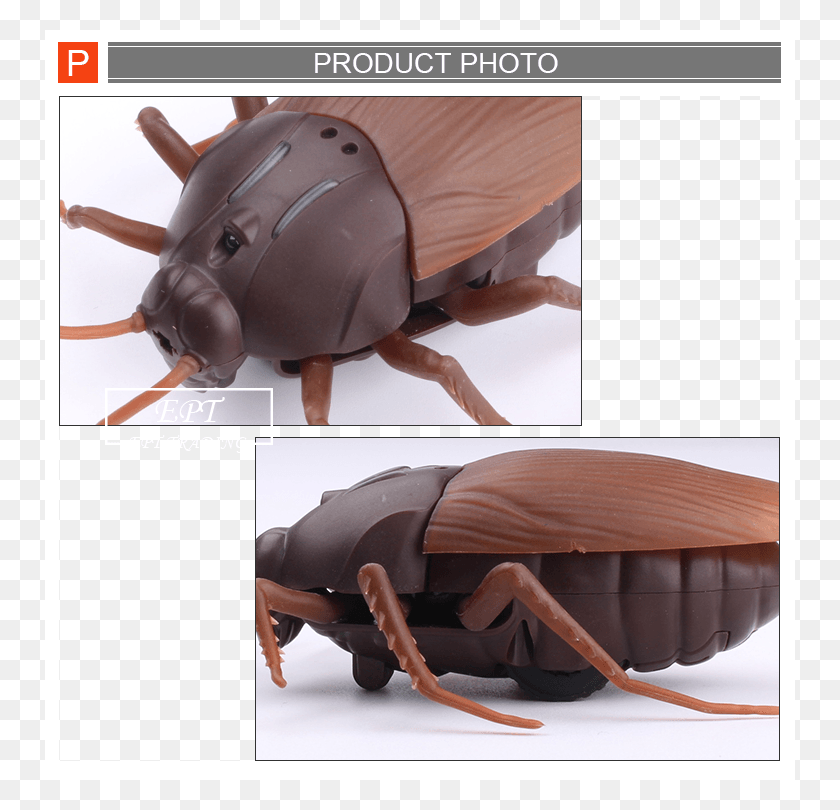 750x750 Realistic Novel Spooky Toys Infrared Rc Cockroach Radio Toy Cockroach, Insect, Invertebrate, Animal HD PNG Download