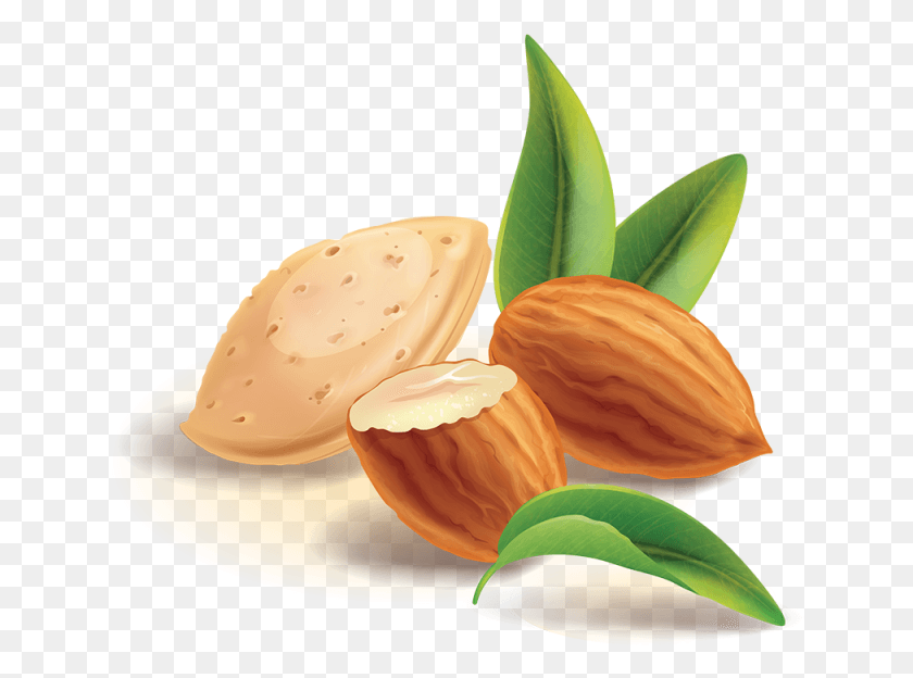 640x564 Реалистичные Орехи И Миндаль, Растение, Еда, Овощи Hd Png Скачать