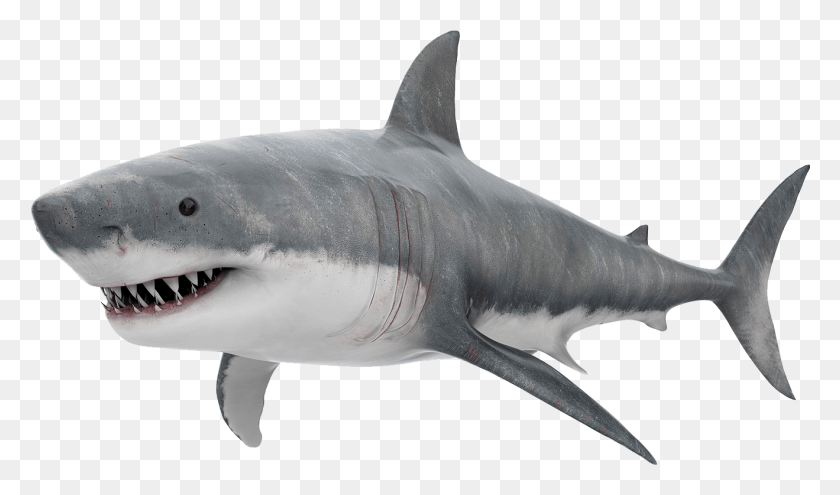 1319x736 Realistic Shark Clipart, Sea Life, Fish, Animal HD PNG Download