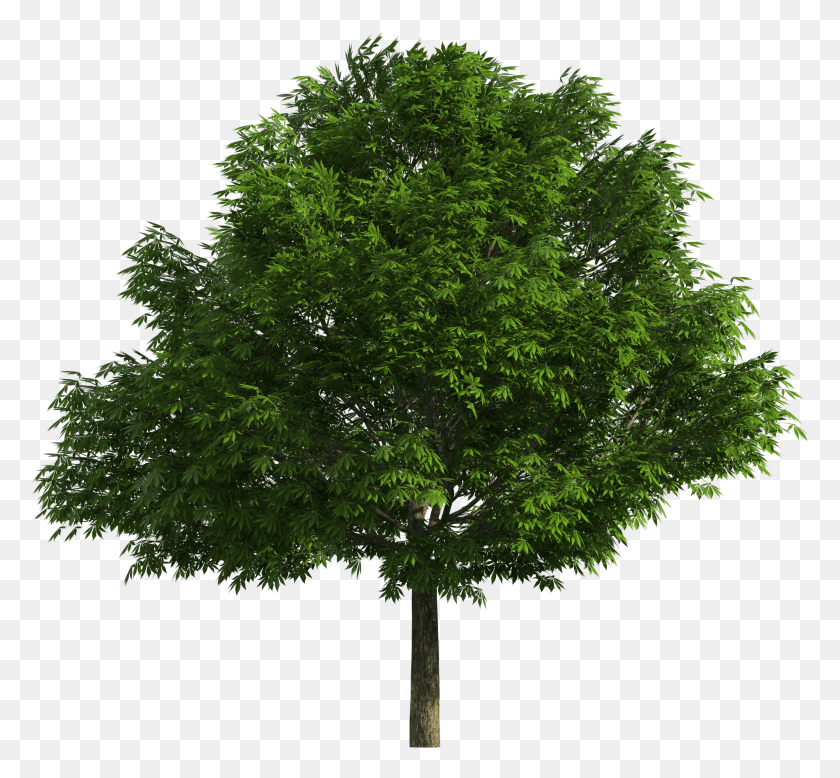 1858x1712 Realistic Tree Clip Art, Plant, Maple, Oak HD PNG Download