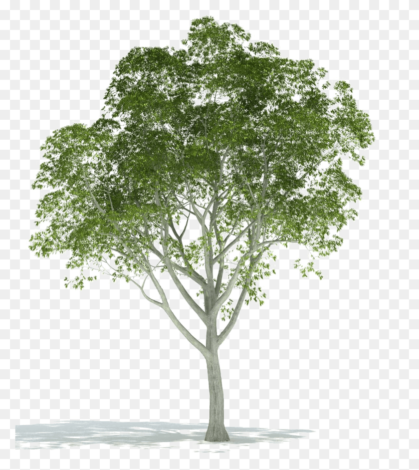 1196x1353 Realistic Tree Image Background Trees For Rendering In Photoshop, Plant, Cross, Symbol HD PNG Download