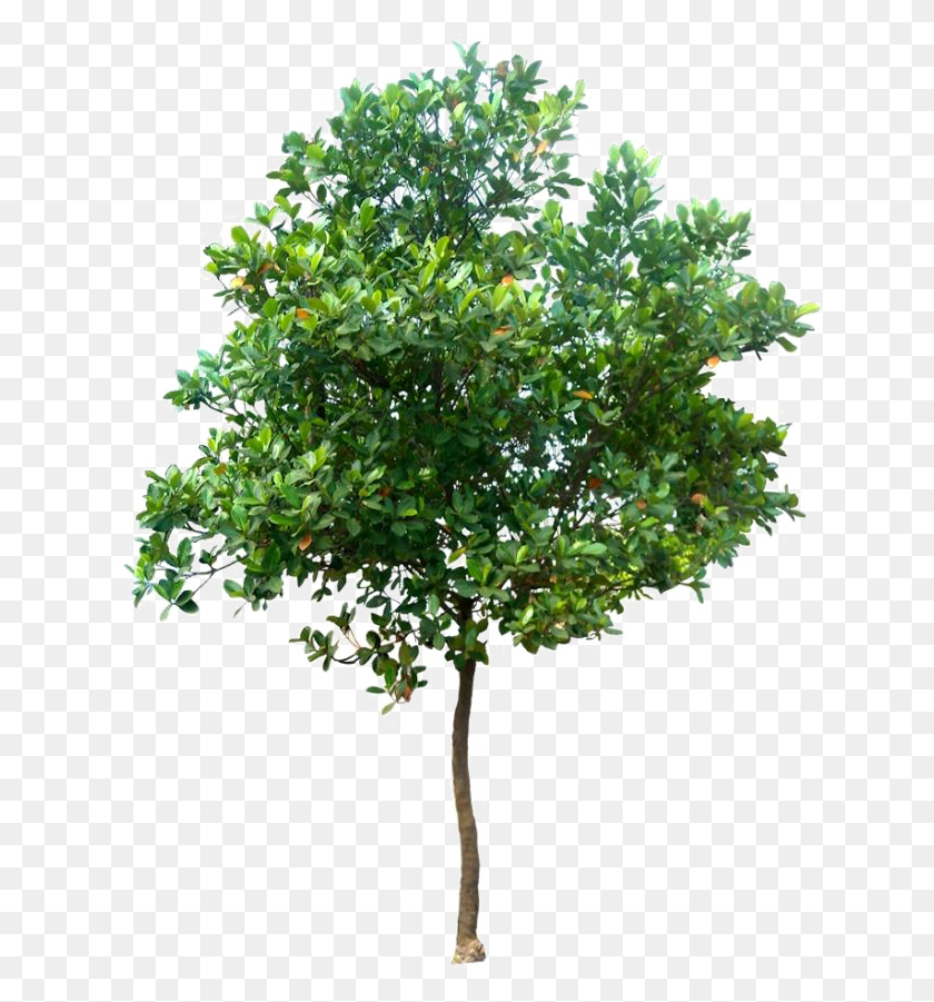 640x841 Реалистичное Дерево Фото Деревья, Куст, Растительность, Растение Hd Png Скачать