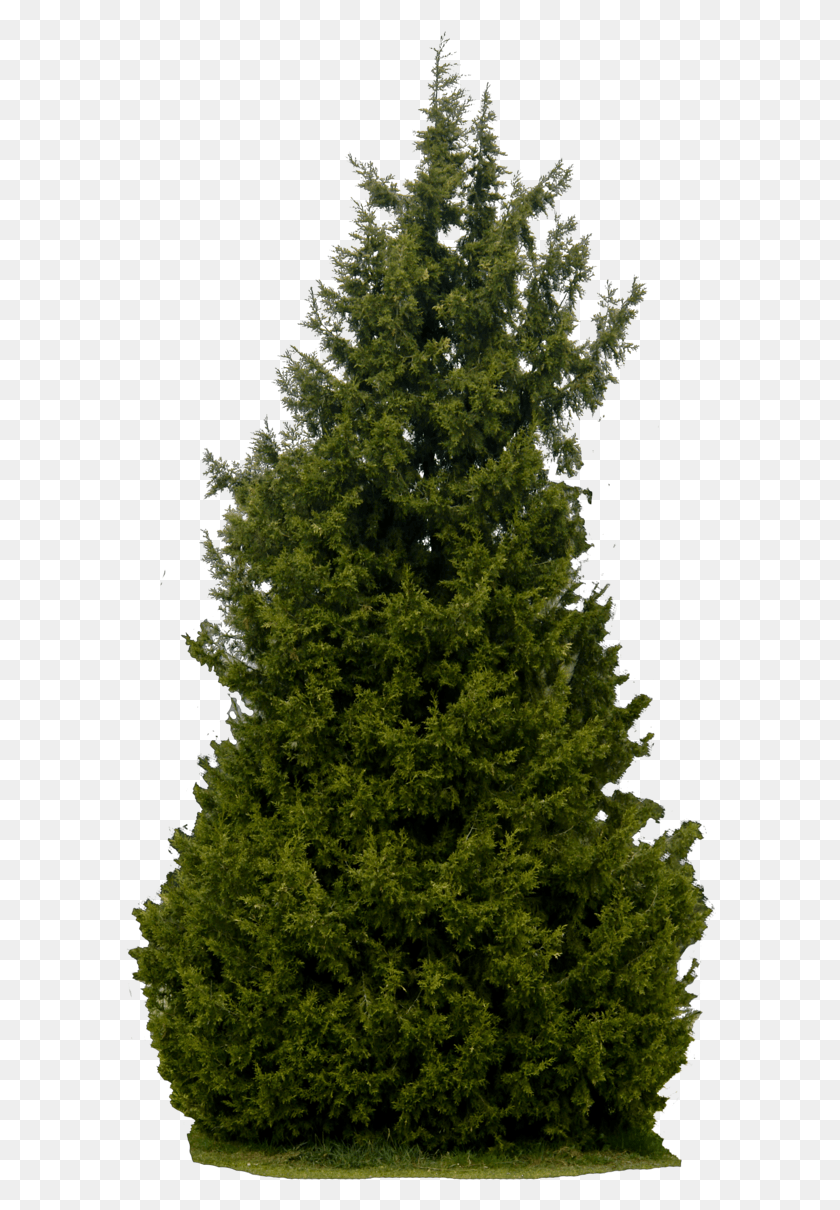 592x1150 Realistic Tree Transparent Background Tree Elevation, Plant, Conifer, Fir HD PNG Download