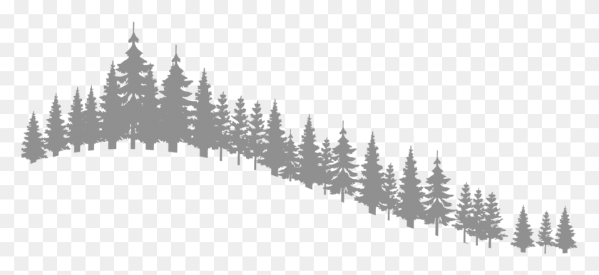 1119x469 Reasons To Plan Shortleaf Black Spruce, Tree, Plant HD PNG Download