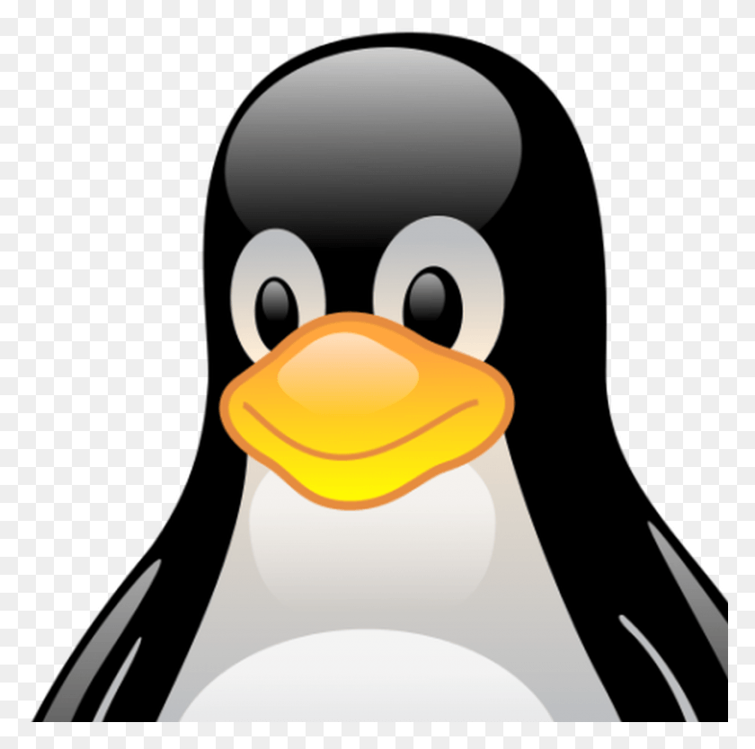 897x891 Reasons Why Open Source Is Taking Over Enterprise Linux, Animal, Bird, Penguin Descargar Hd Png