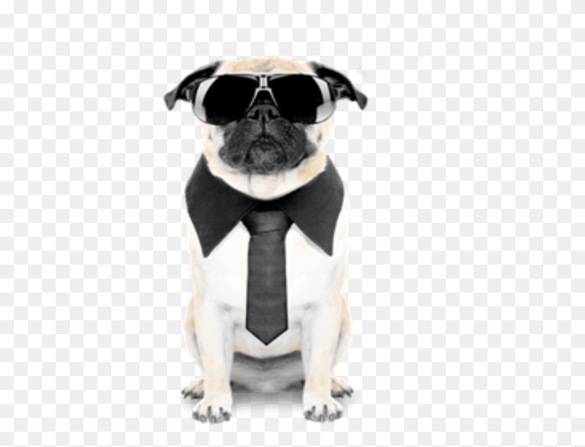 375x582 Reasons Why Pugs Are So Special Dog, Sunglasses, Accessories, Accessory HD PNG Download