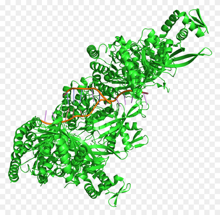 882x860 Rec A Protein Structure Rec A Protein Structure, Green, Graphics HD PNG Download