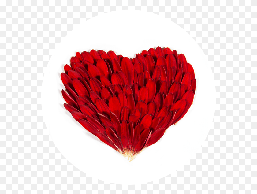 573x574 Получить Супер Свежие Петалогические Новости И Особое Нежное Сердце, Растение, Лепесток, Цветок Png Скачать