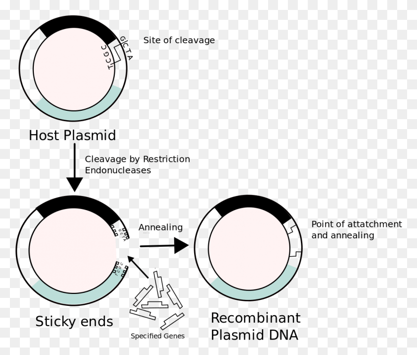 1106x930 Recombinant Dna Non Bacterial Transformation, Sphere, Face, Outdoors HD PNG Download