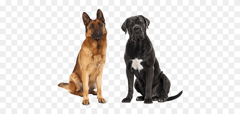 439x340 Recommended For Dog Breeds Polyvore Fbi Outfit, Canine, Mammal, Animal HD PNG Download