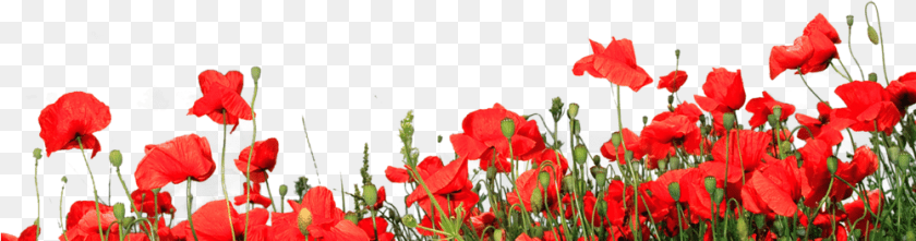 Recompose Is A Public Benefit Corporation, Flower, Plant, Poppy, Petal Sticker PNG