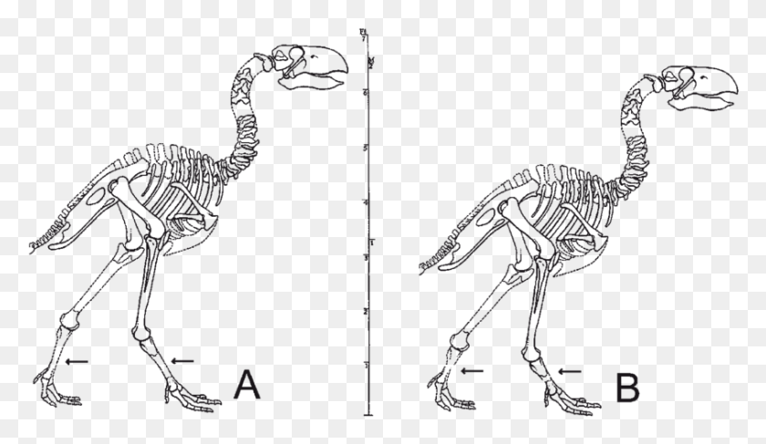 846x464 Reconstruction Of The Skeleton Of Diatryma Based On Gastornis Skeleton, Bird, Animal HD PNG Download