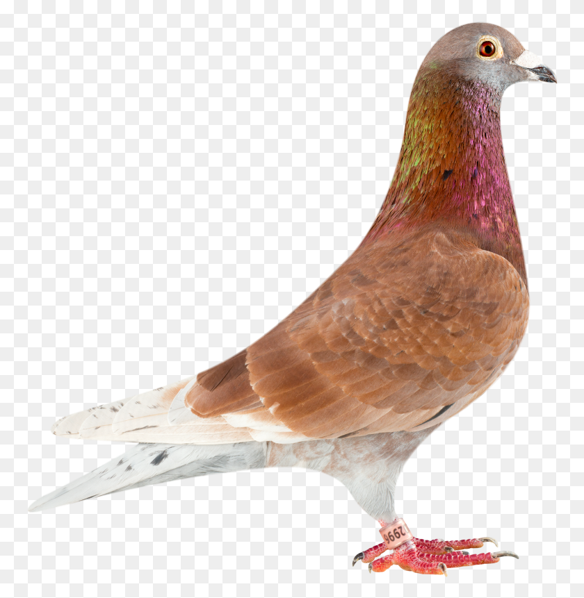 766x801 Red Ace Stock Dove, Bird, Animal, Pigeon HD PNG Download