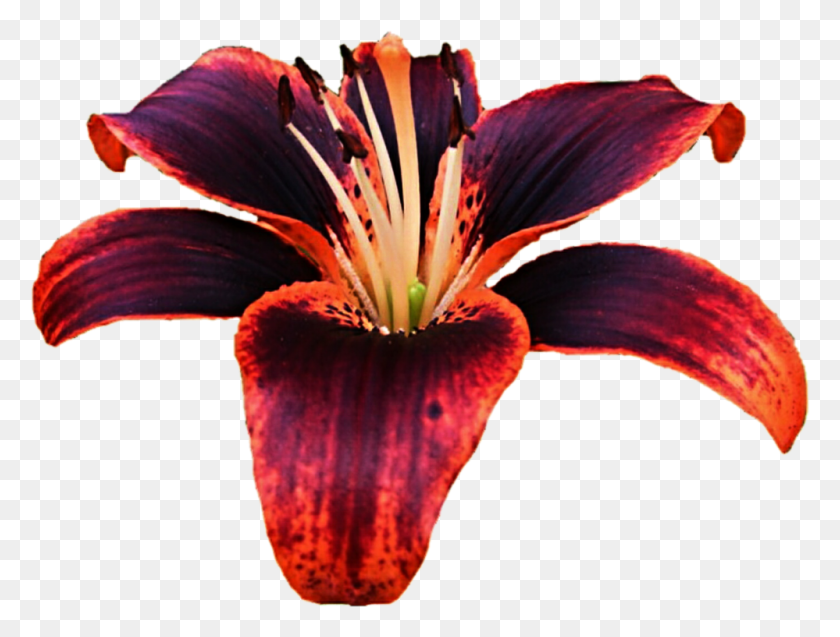 999x740 Красная И Фиолетовая Лилия, Растение, Цветок, Цветение Hd Png Скачать