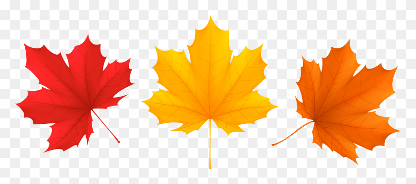 7932x3183 Red Autumn Leaf Clipart, Plant, Tree, Maple Leaf HD PNG Download