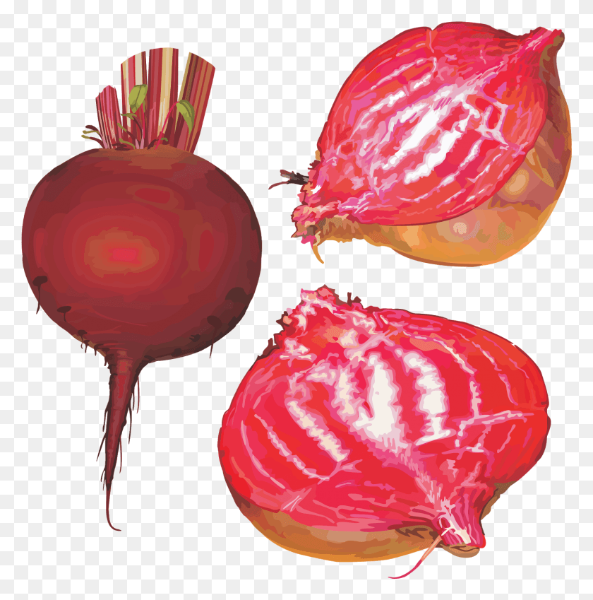 1582x1601 Red Beet Root Physical Material, Plant, Vegetable, Food HD PNG Download