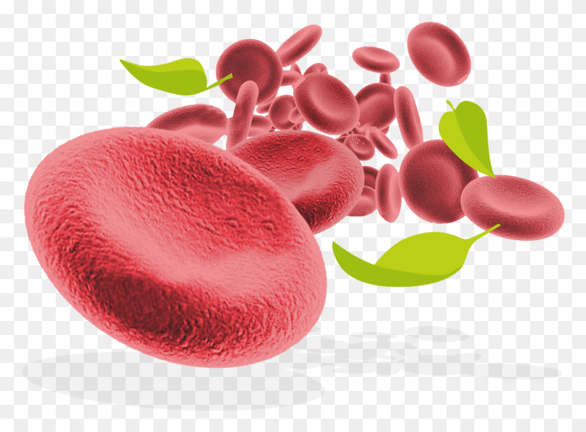 1470x1054 Red Blood Cells And Leaves Grape, Plant, Petal, Flower HD PNG Download