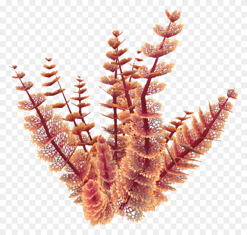 915x867 Red Bush Flora Marine Invertebrates, Pattern, Ornament, Fractal HD PNG Download