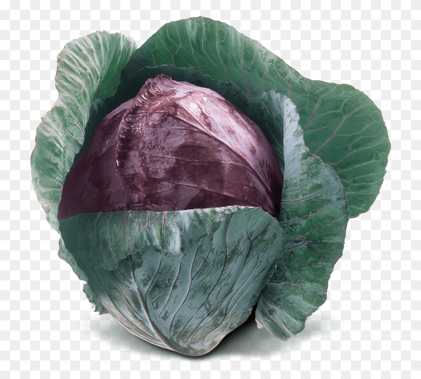 722x697 Red Cabbage, Plant, Vegetable, Food HD PNG Download