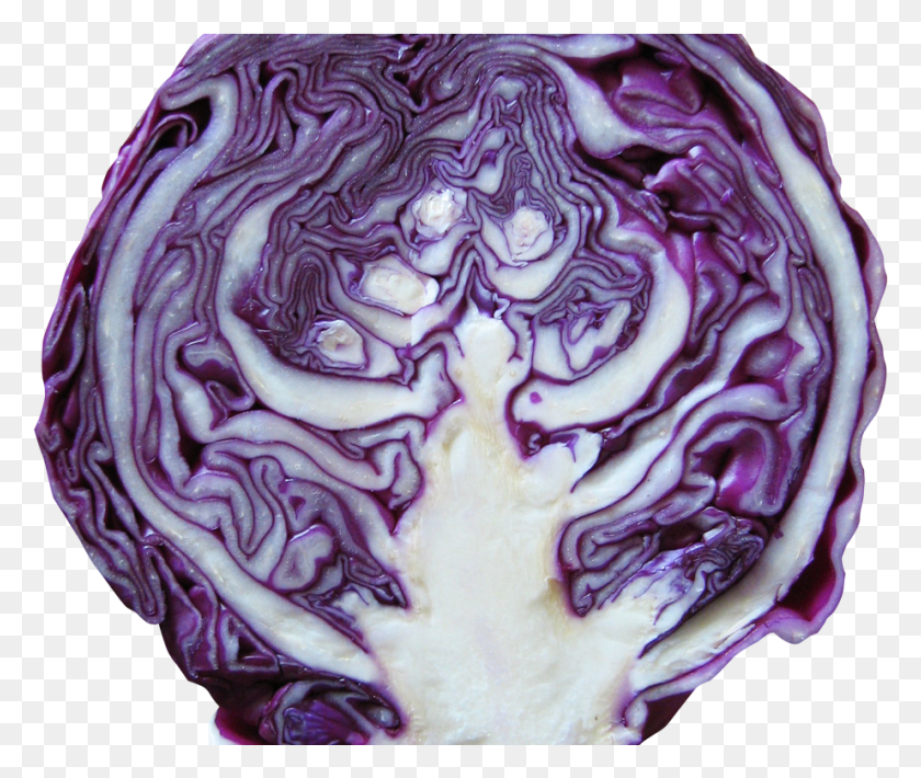 922x769 Red Cabbage Image Red Cabbage, Plant, Vegetable, Food HD PNG Download