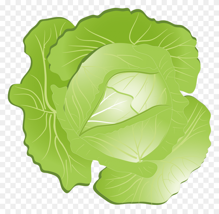 1924x1874 Red Cabbage Kohlrabi Clip Art Transparent Background Cabbage Clipart, Plant, Vegetable, Food HD PNG Download