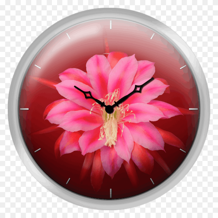 992x992 Красный Цветок Кактуса Кувшинка, Растение, Цветок, Медоносная Пчела Png Скачать