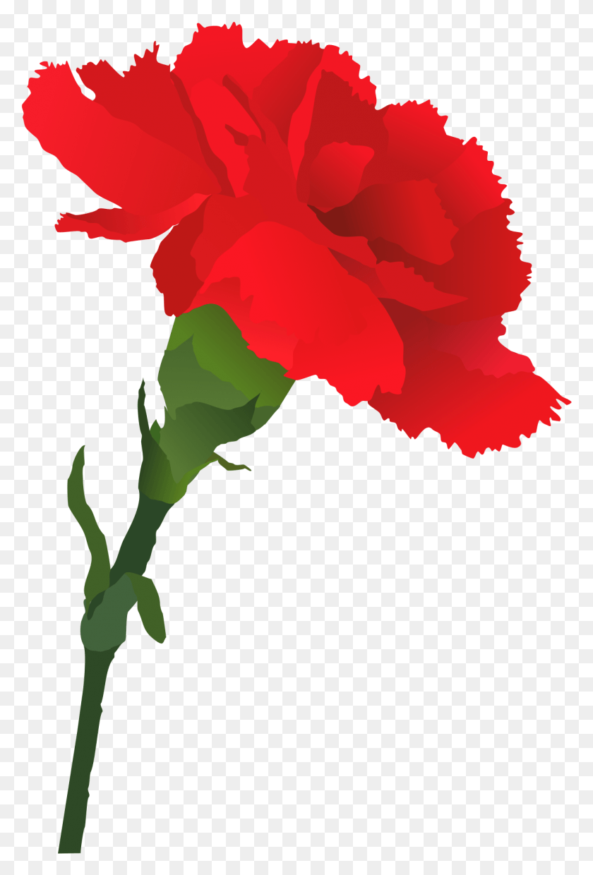 1284x1943 Red Carnation Red Carnation Clip Art, Plant, Flower, Blossom HD PNG Download