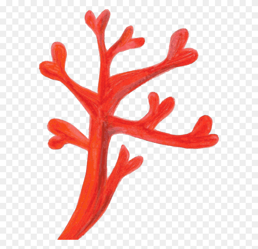 586x750 Red Coral Computer Icons Coral Reef Deep Water Coral Coral Clipart Transparent, Cross, Symbol, Plant HD PNG Download
