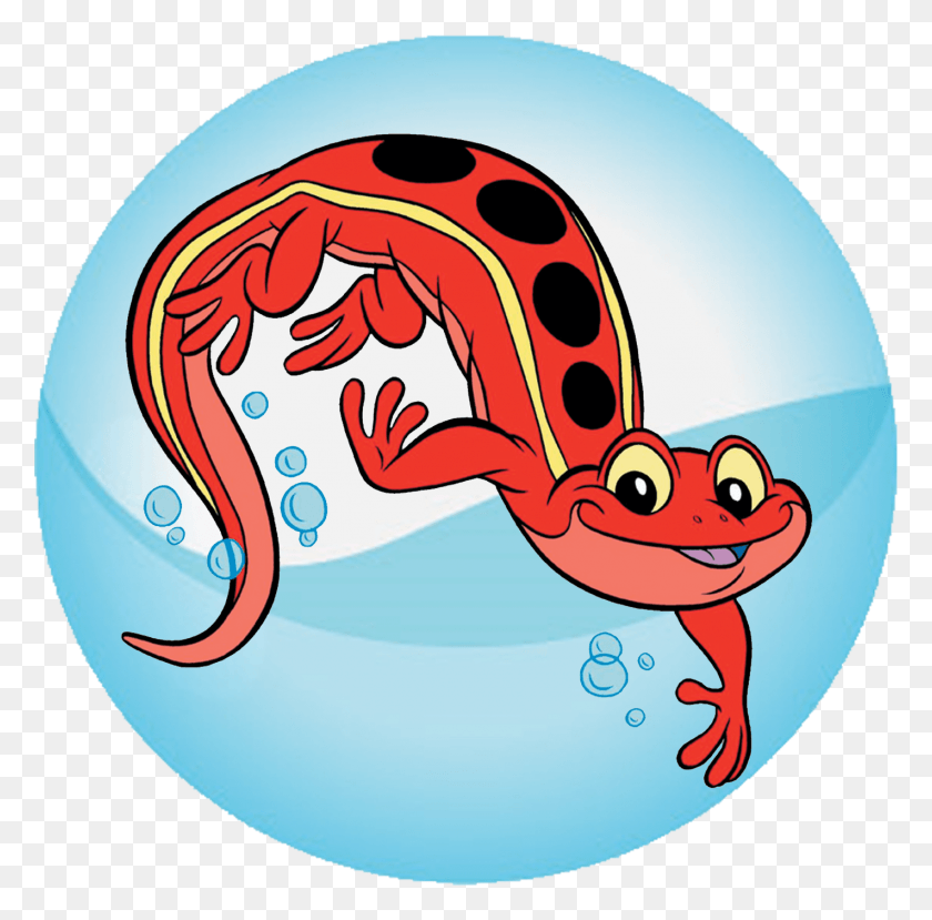 1421x1401 Красный Крест Salamander Cours De Natation Croix Rouge, Животное, Амфибия, Дикая Природа Hd Png Скачать