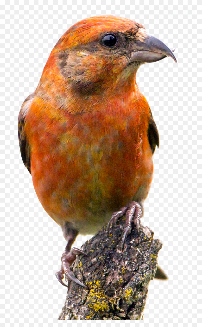 1031x1714 Pico De Cruz Roja, Pájaro, Animal, Pinzón Hd Png