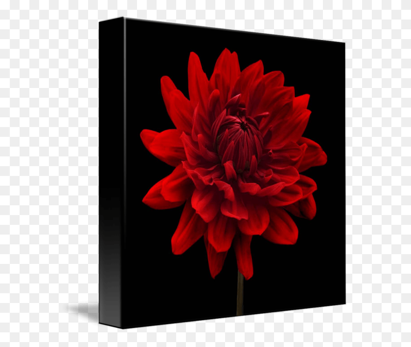 589x650 Red Dahlia Flower By Natalie Kinnear Flowers On Black Background Acrylic, Plant, Blossom, Rose HD PNG Download