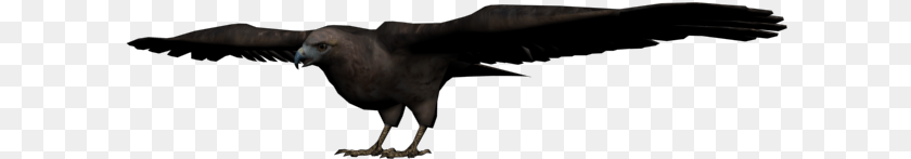 Red Dead Wiki Red Dead Redemption Eagle, Animal, Bird, Vulture, Condor Transparent PNG