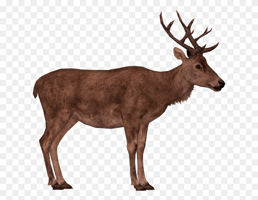 627x593 Red Deer, Antelope, Wildlife, Mammal HD PNG Download