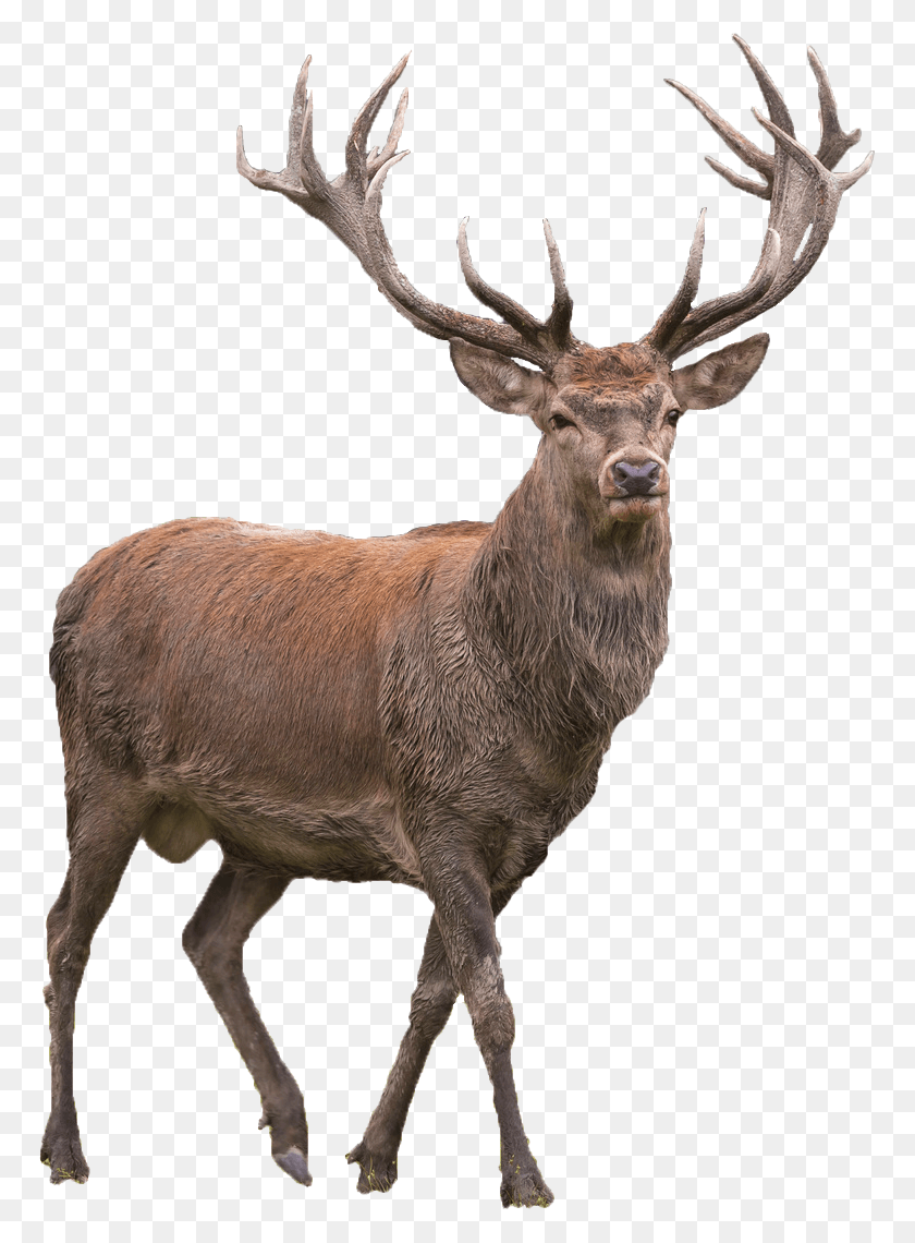 767x1080 Ciervo Rojo Elk Barasingha Elk, La Vida Silvestre, Mamífero, Animal Hd Png