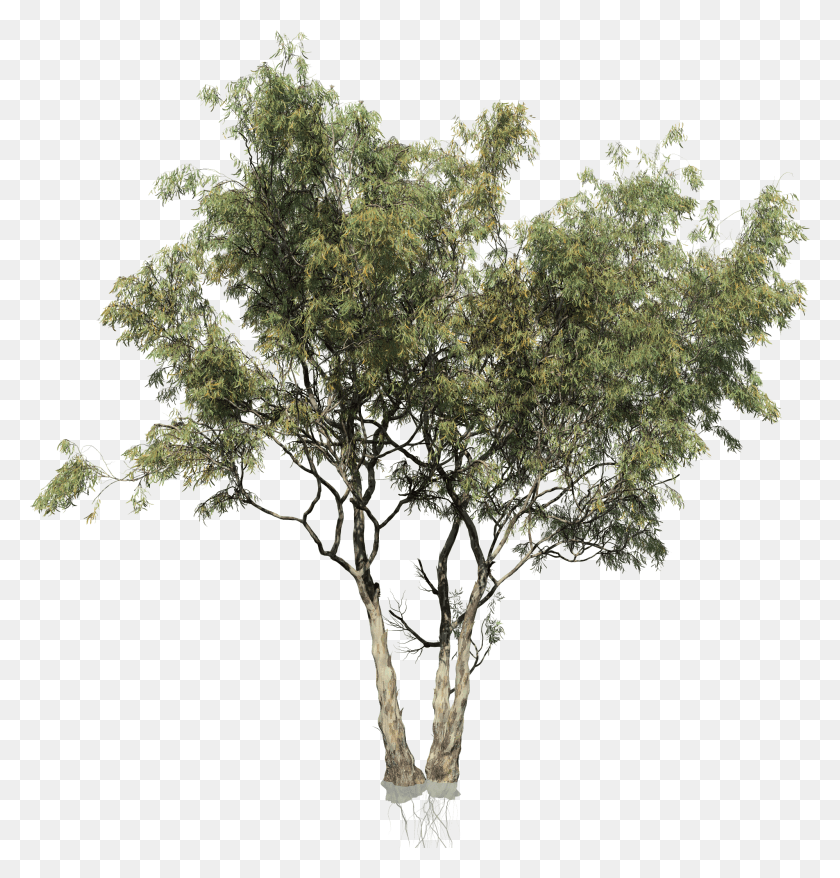1996x2095 Red Eucalyptus Tree, Plant, Tree Trunk, Vegetation HD PNG Download