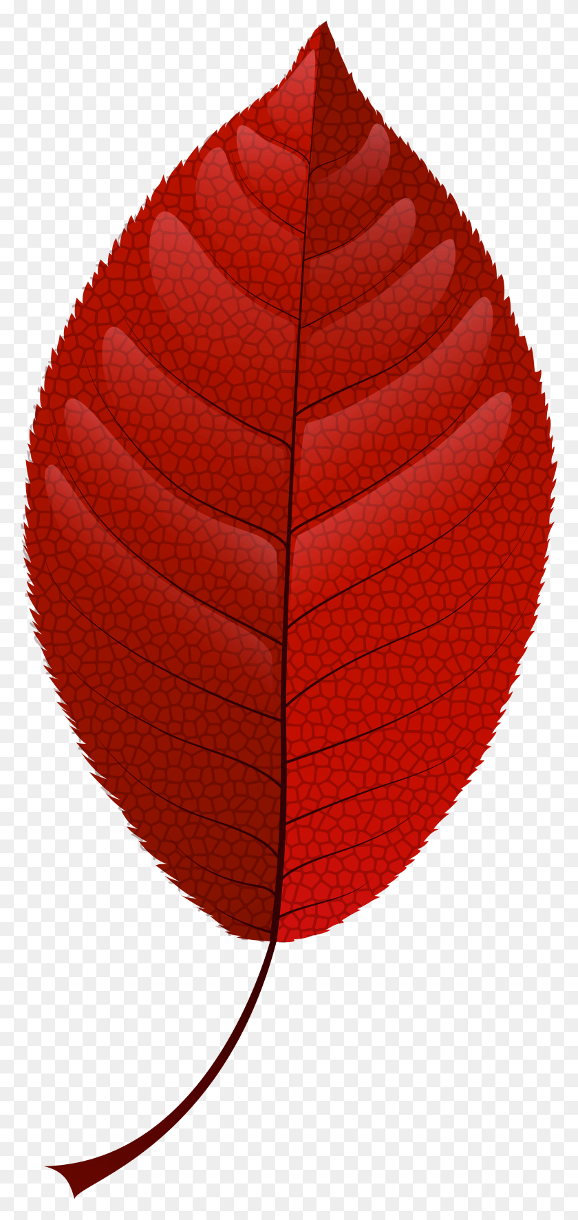 3593x7895 Red Fall Leaf Clip Art HD PNG Download