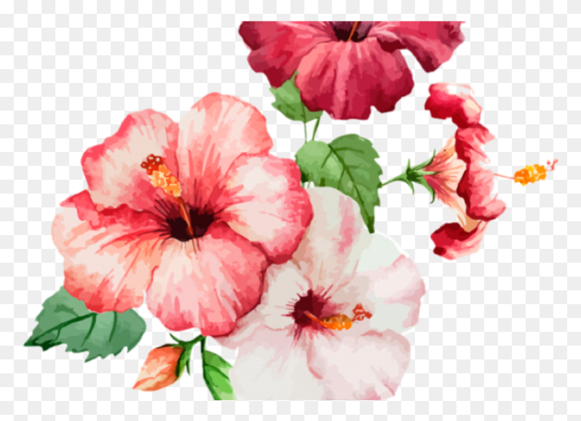 1216x856 Красный Цветок Эстетические Прозрачные Эстетические Фильтры Snapchat, Гибискус, Цветок, Растение Hd Png Скачать