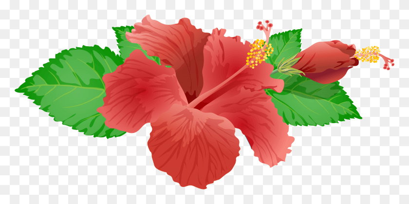 7809x3601 Red Flower Clip Art Image Transparent Background Hibiscus Flower, Hibiscus, Flower, Plant HD PNG Download