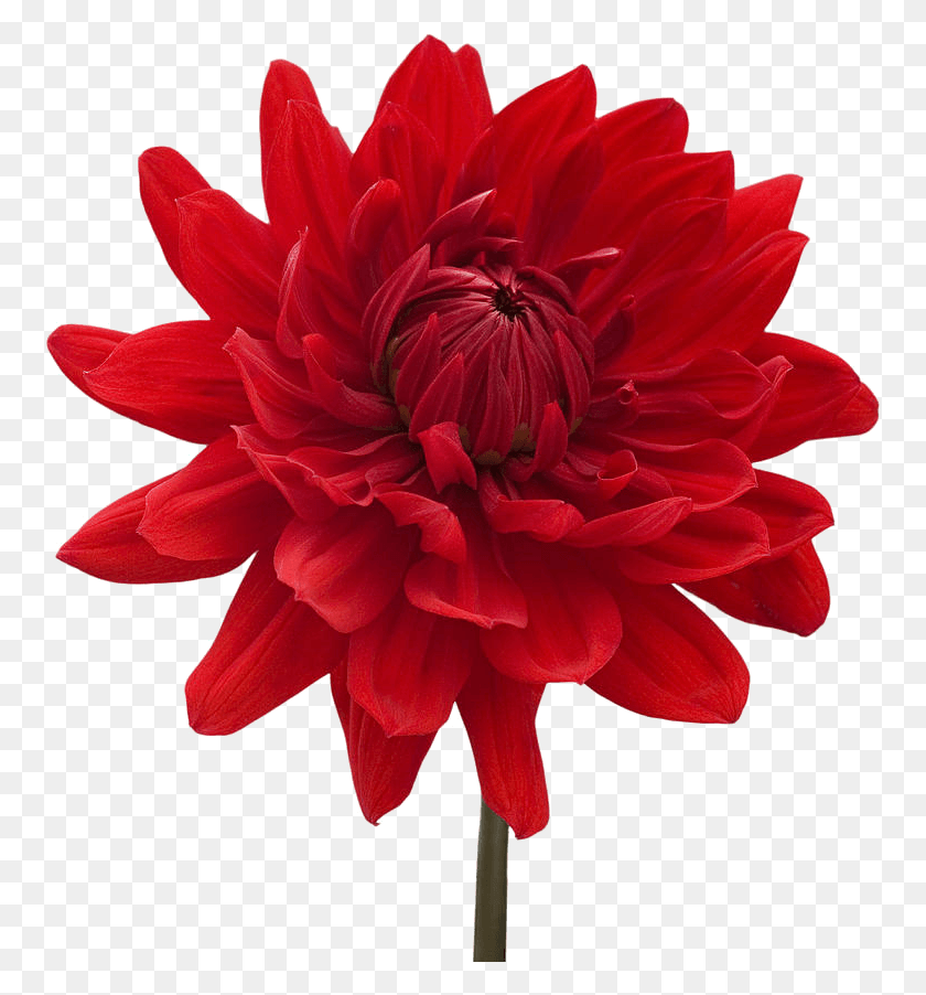 758x842 Красный Цветок Клипарт Формат Цветок Красный E Синий, Георгин, Растение, Цветение Hd Png Скачать