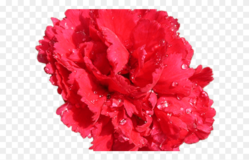 620x481 Red Flower Clipart Red Carnation Transparent Background Carnation, Plant, Flower, Blossom HD PNG Download