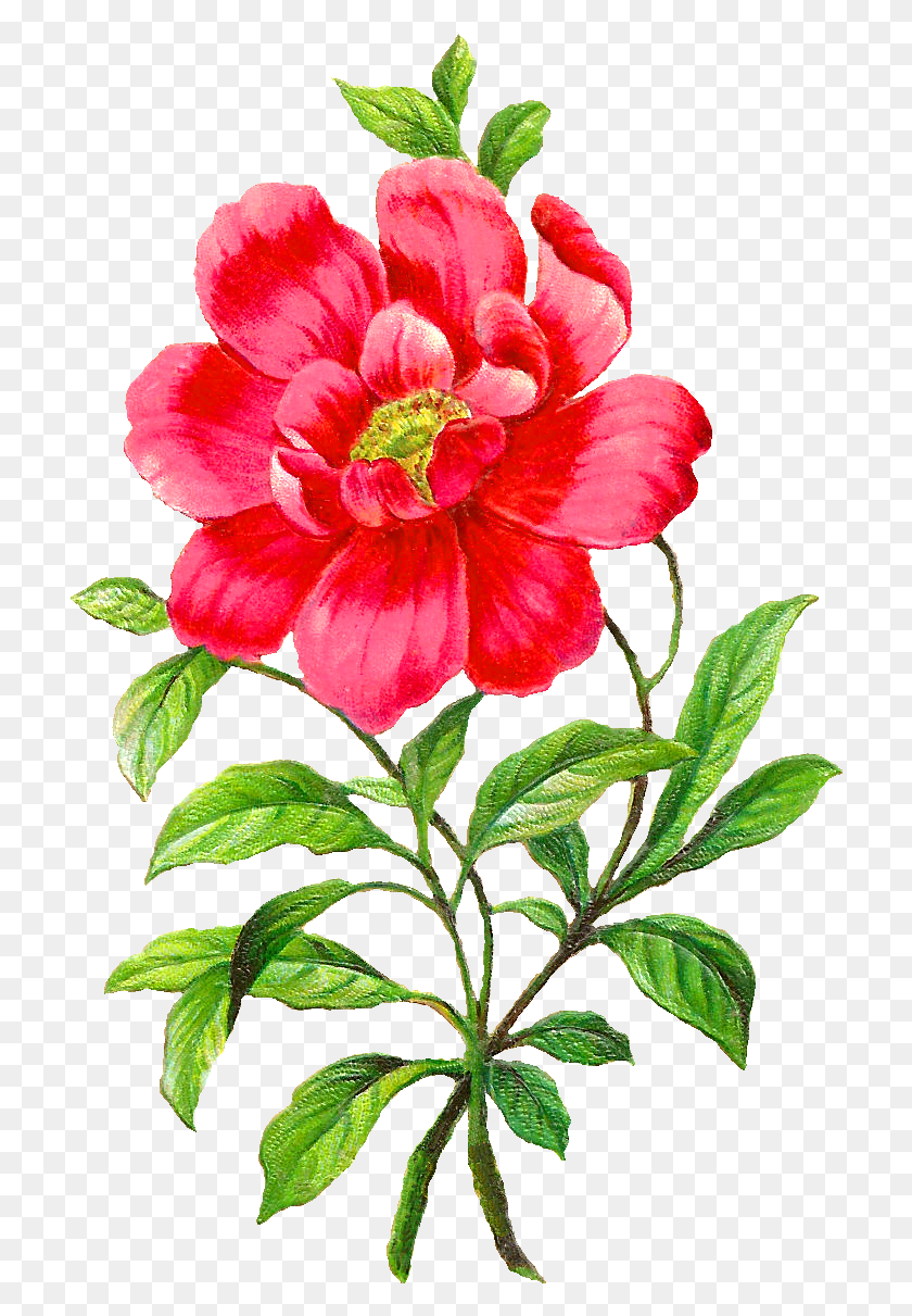 712x1151 Red Flower Clipart Red Peony Camellia Flower Clip Art, Plant, Blossom, Acanthaceae HD PNG Download