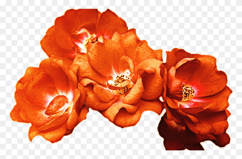1354x856 Red Flower Crown For Free On Mbtskoudsalg Orange Flower Crown, Plant, Anther, Flower HD PNG Download