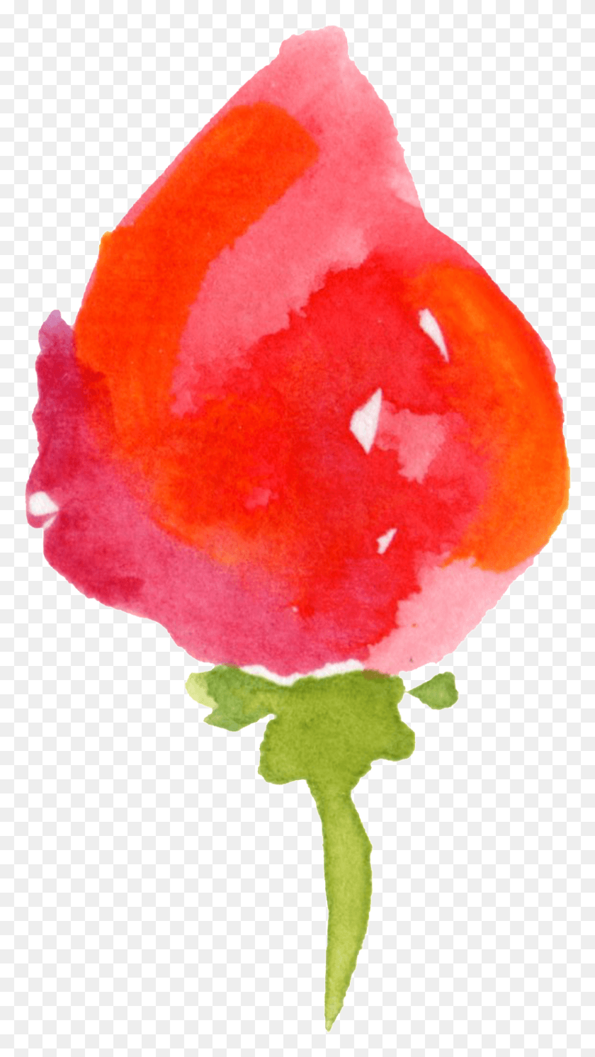 829x1523 Красный Цветок Прозрачная Декоративная Акварельная Краска, Растение, Лепесток, Цветок Png Скачать