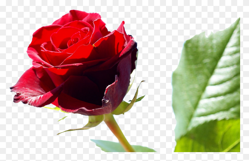 1179x733 Красный Цветок Обои Границы Обои 7 Февраля День Роз, Цветок, Растение, Цветение Hd Png Скачать