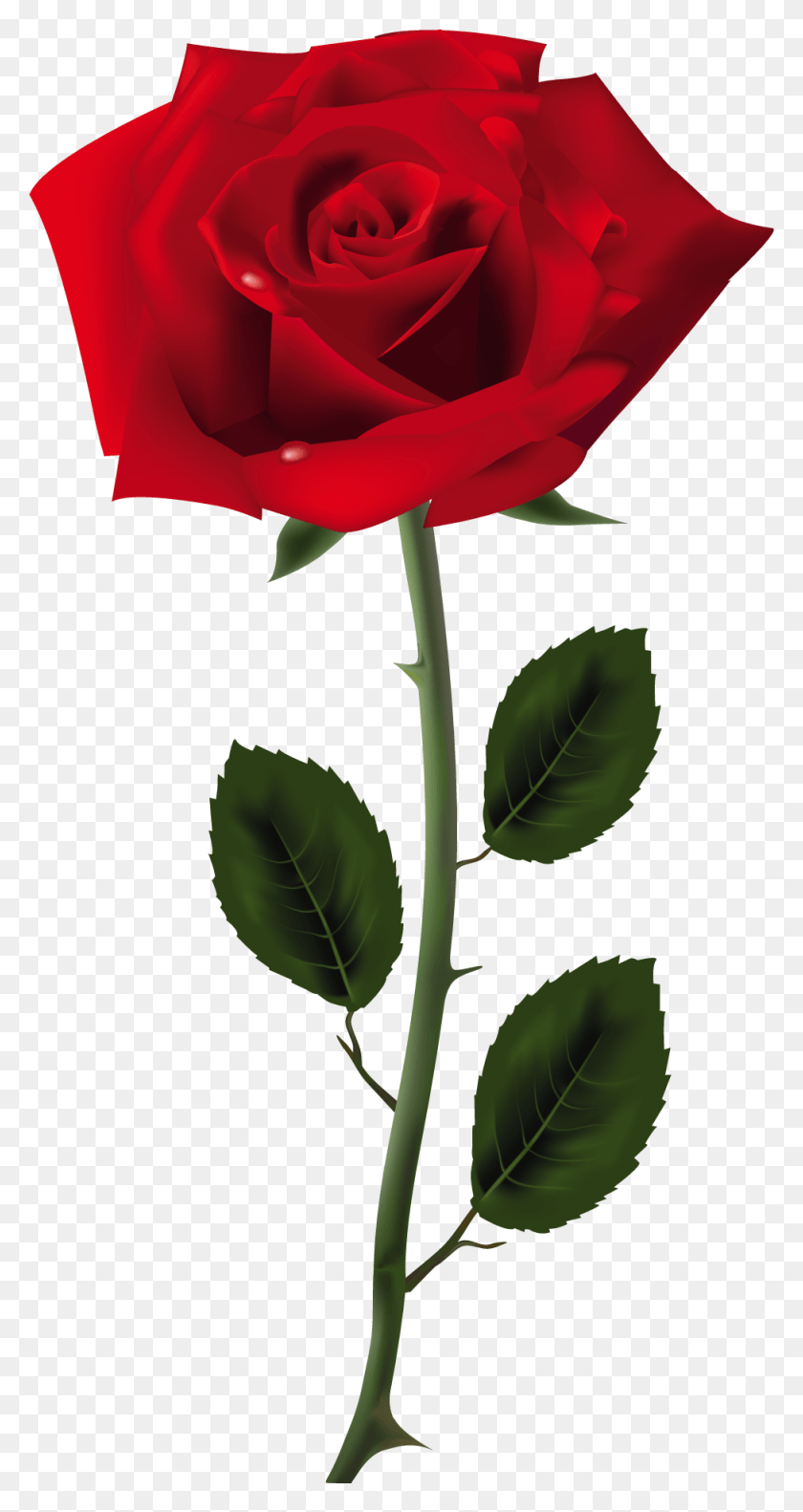973x1899 Descargar Png Flores Rojas Rosas Rosadas Flores Bonitas Hermosa Rosa, Flor, Planta, Flor Hd Png