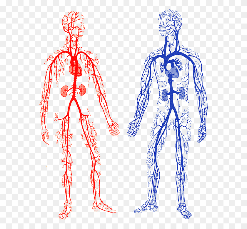 579x719 Red For Arteries Blue For Veins Veins And Arteries Gif, Skeleton, Person, Human HD PNG Download