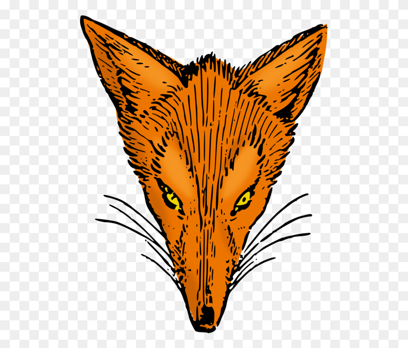 513x657 Red Fox Arctic Fox Gray Wolf Fox Television Stations Drawing Fox, Mammal, Animal, Bird HD PNG Download